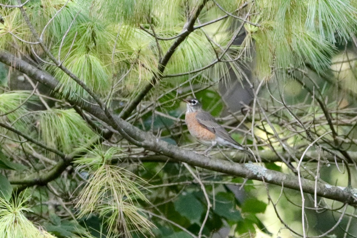 American Robin - ML642086047