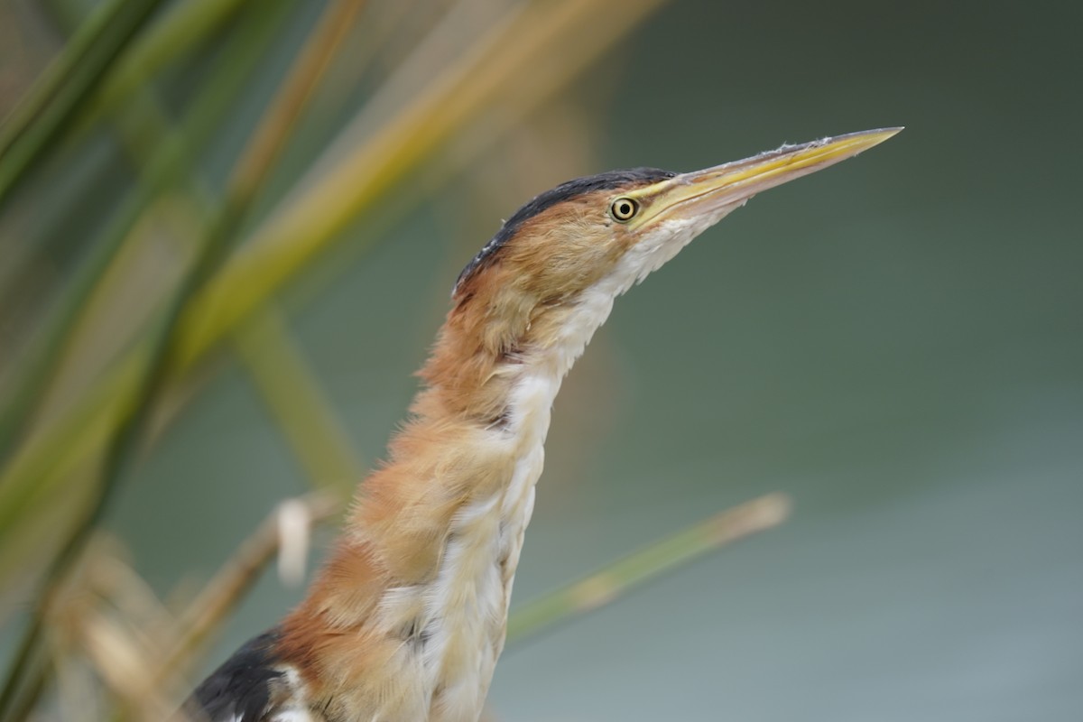 Least Bittern - ML642086051
