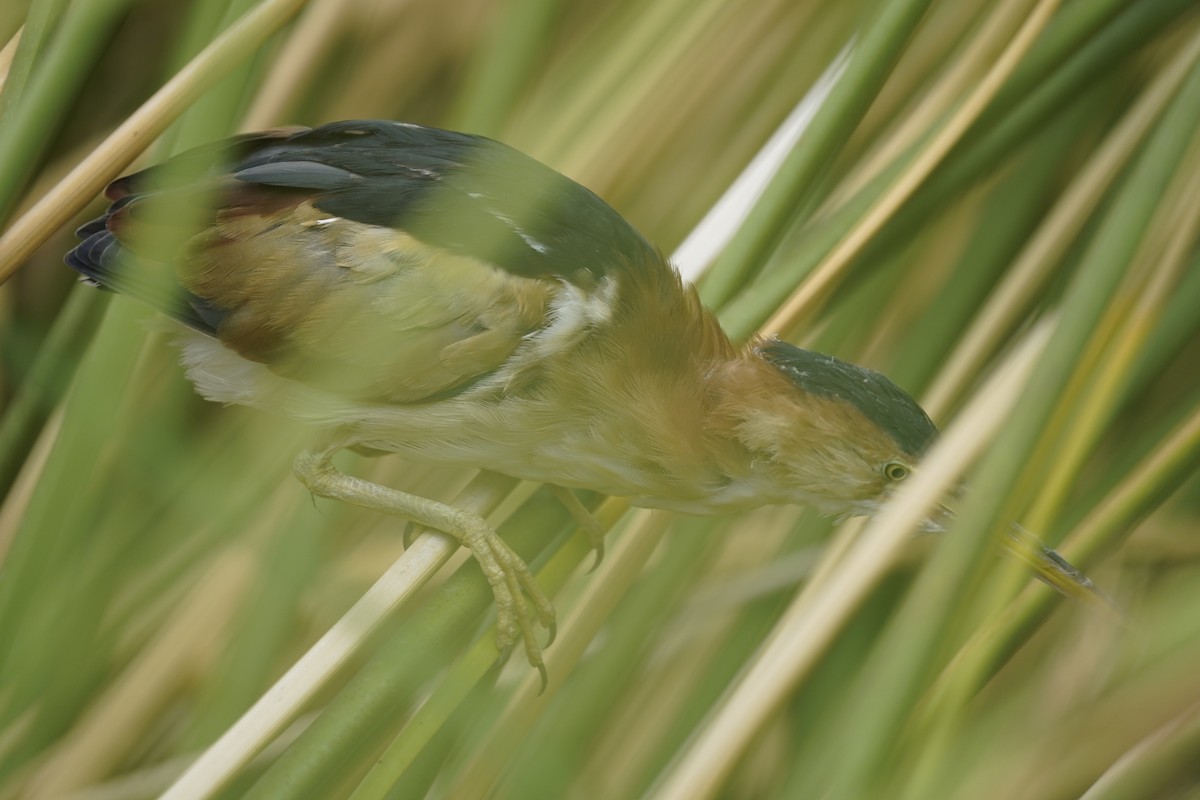 Least Bittern - ML642086052