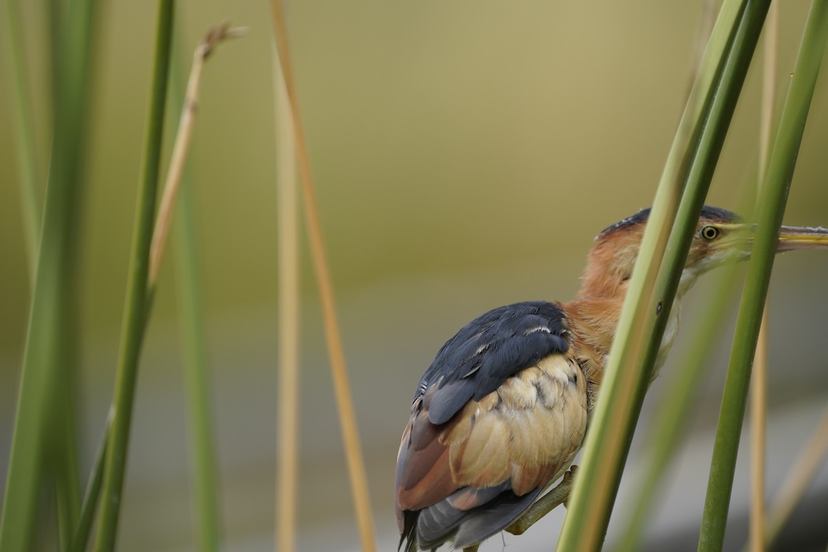 Least Bittern - ML642086053