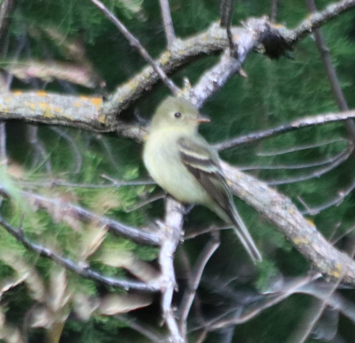 Yellow-bellied Flycatcher - ML642086055