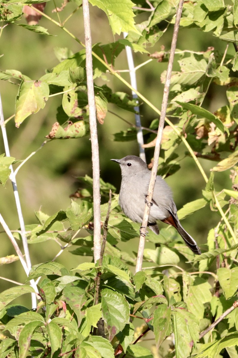 Gray Catbird - ML642086071