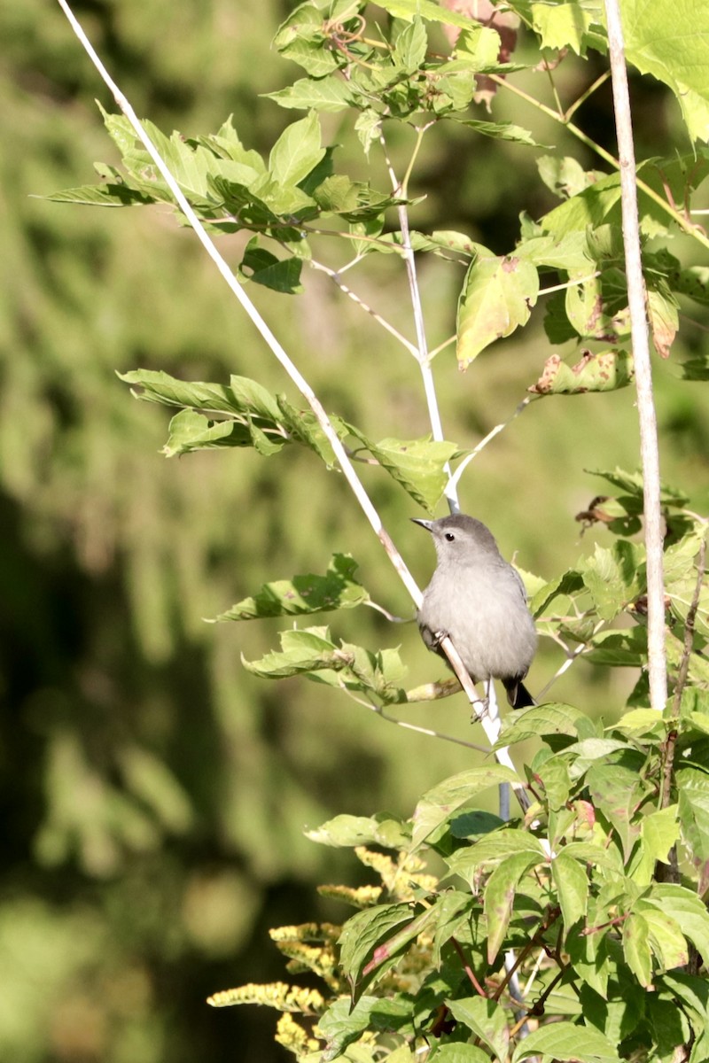 Gray Catbird - ML642086072