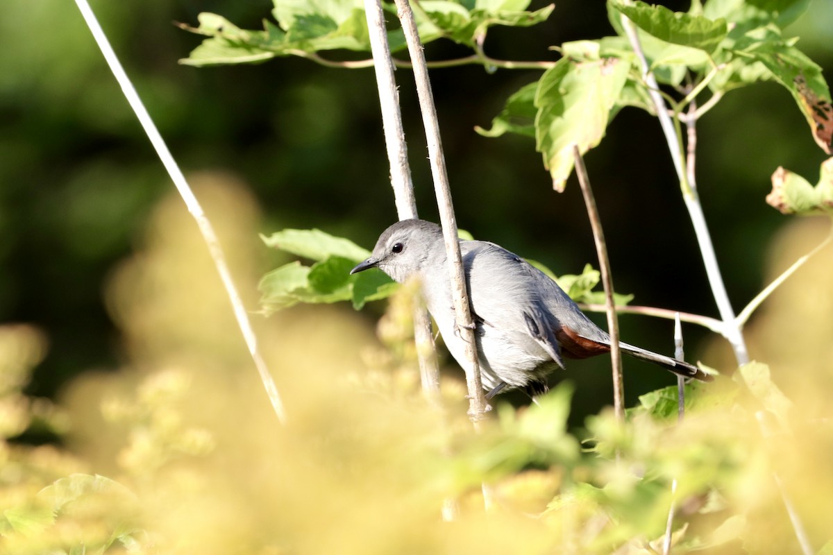 Gray Catbird - ML642086074
