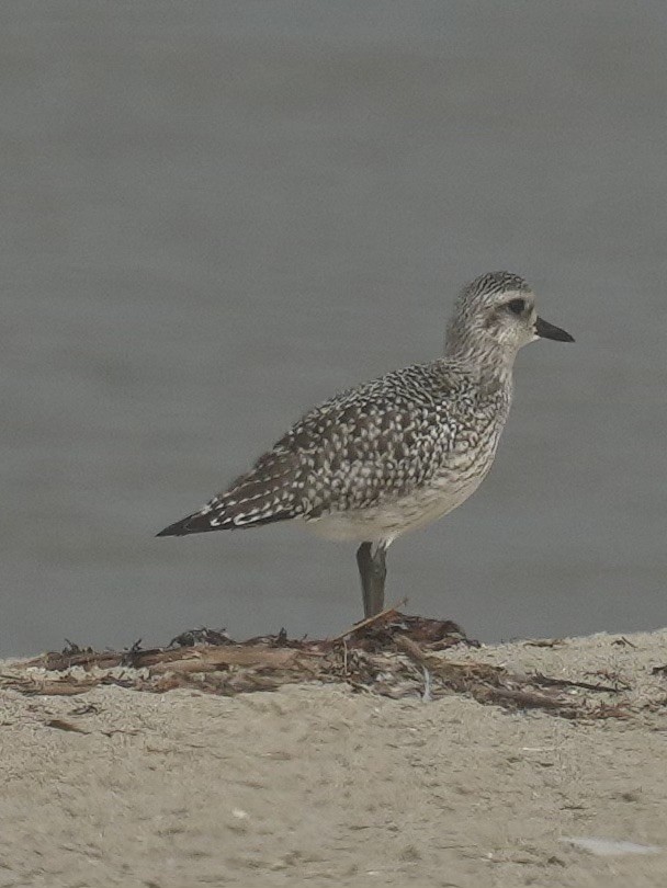 Black-bellied Plover - ML642086078