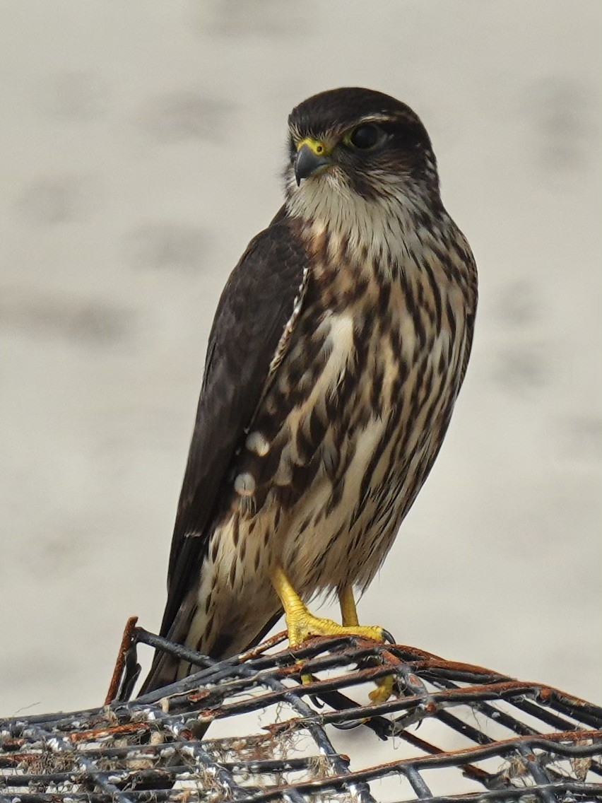 Merlin - ML642086099