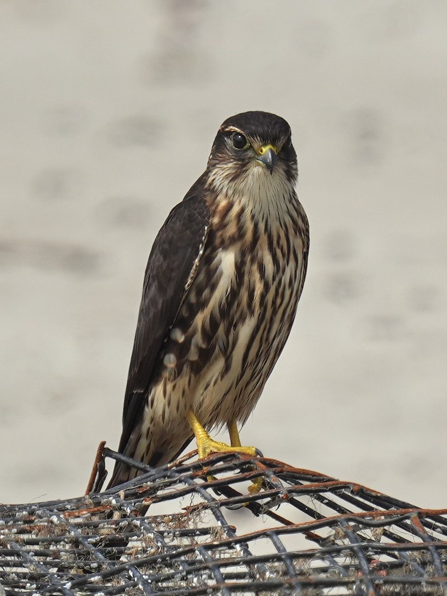 Merlin - ML642086100