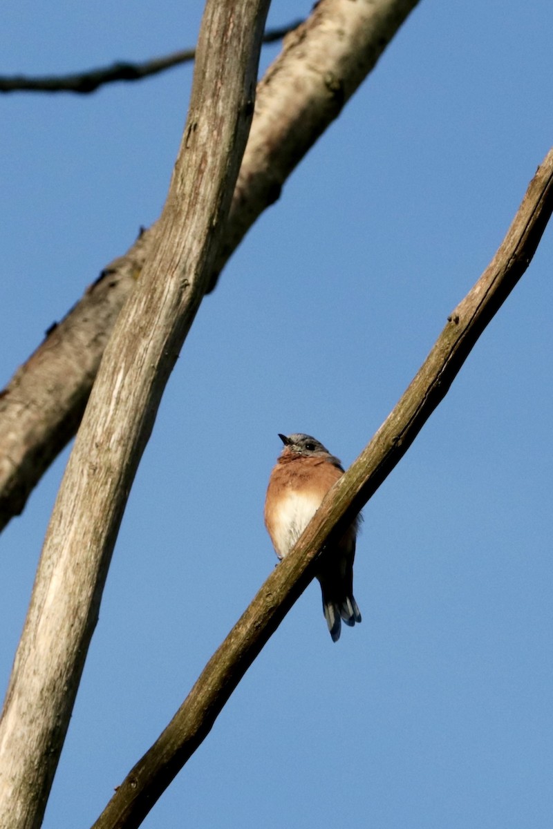 Eastern Bluebird - ML642086102