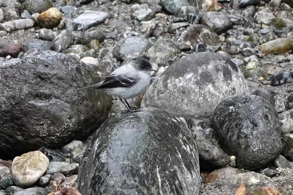 Torrent Tyrannulet - ML642086116