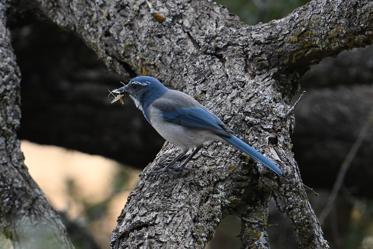 California Scrub-Jay - ML642086118