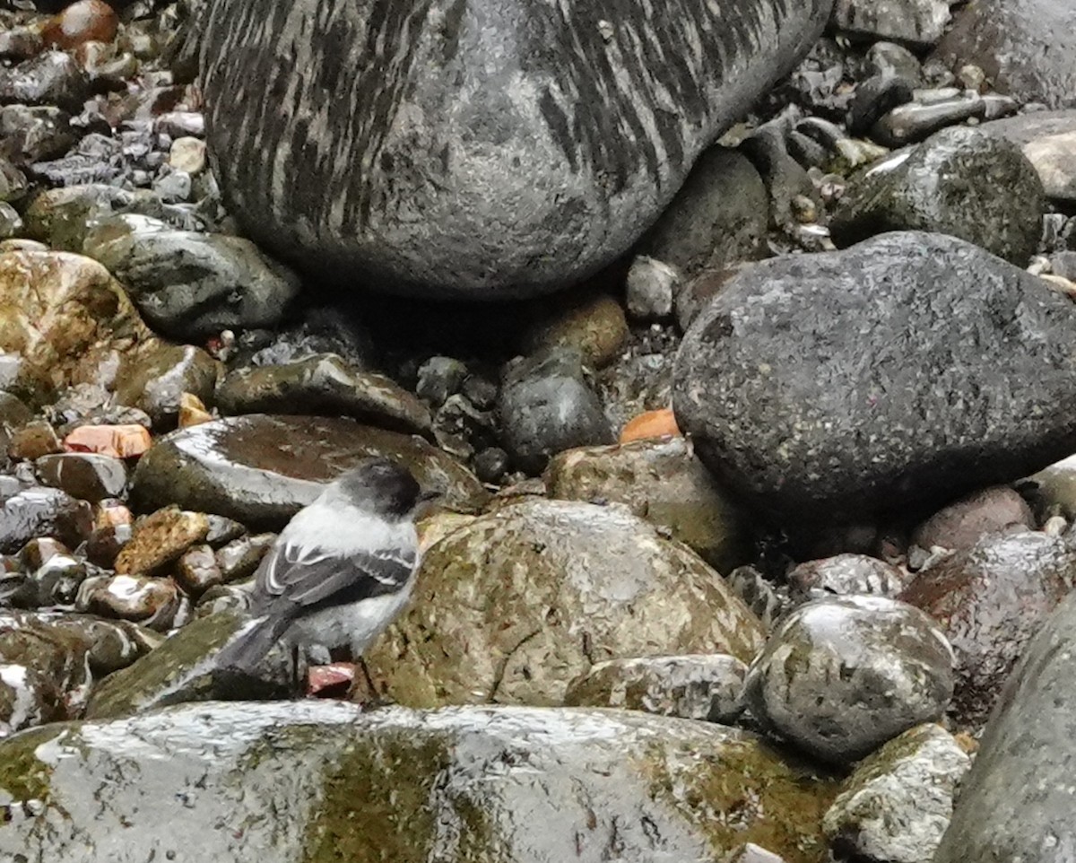 Torrent Tyrannulet - ML642086120