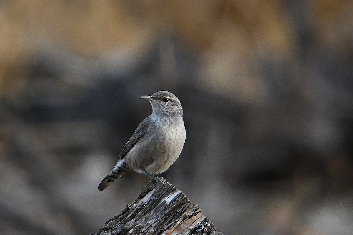 Rock Wren - ML642086129