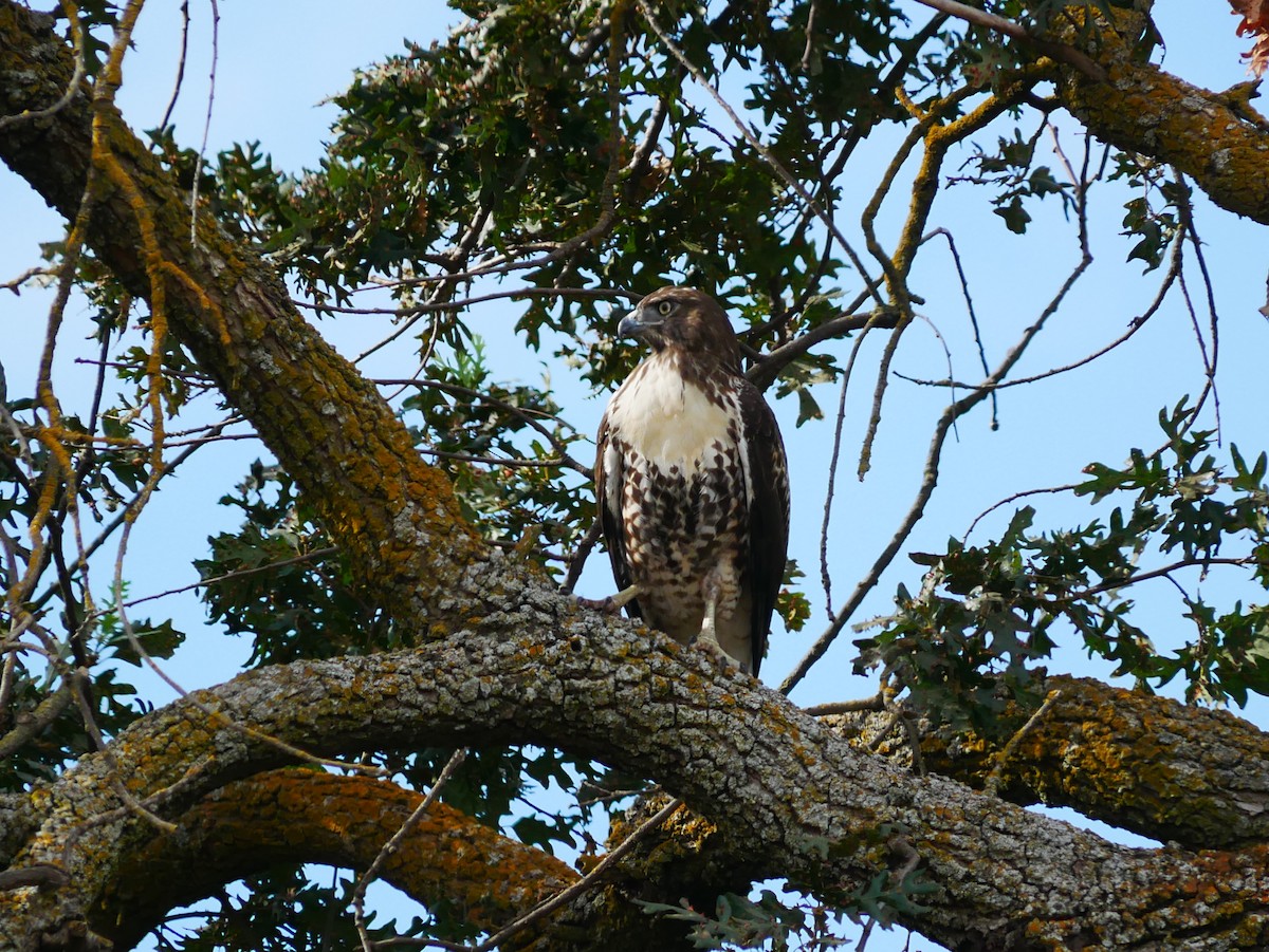 Red-tailed Hawk - ML642086139