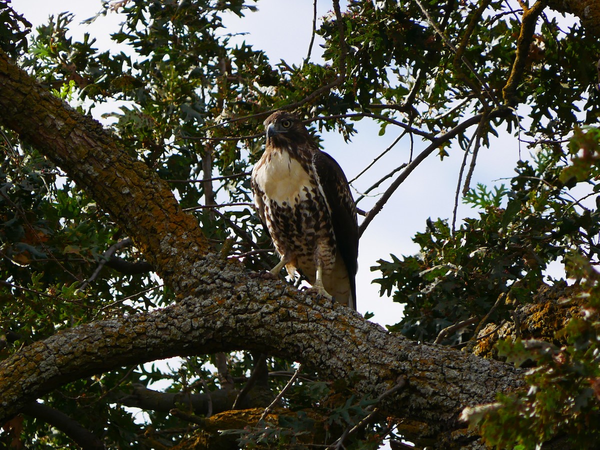 Red-tailed Hawk - ML642086140