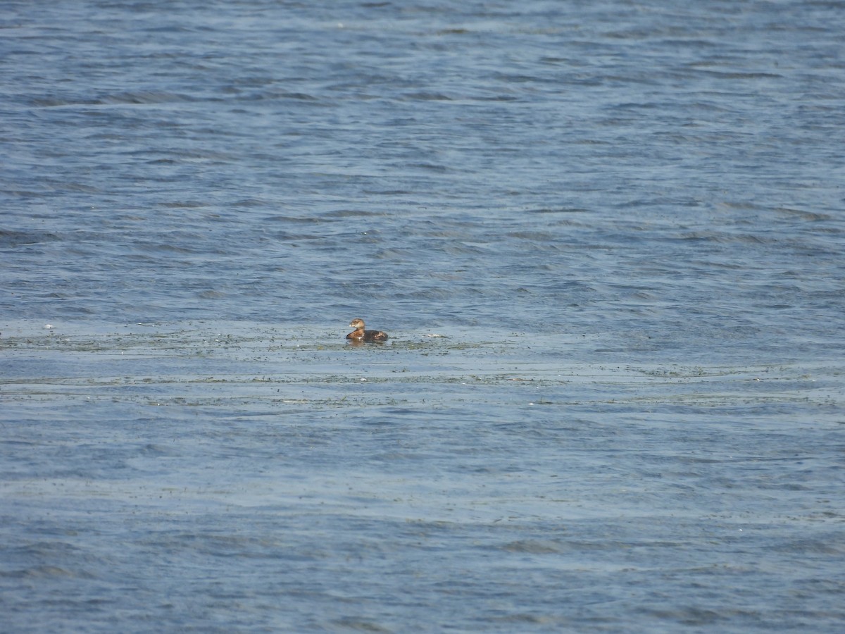Pied-billed Grebe - ML642086148