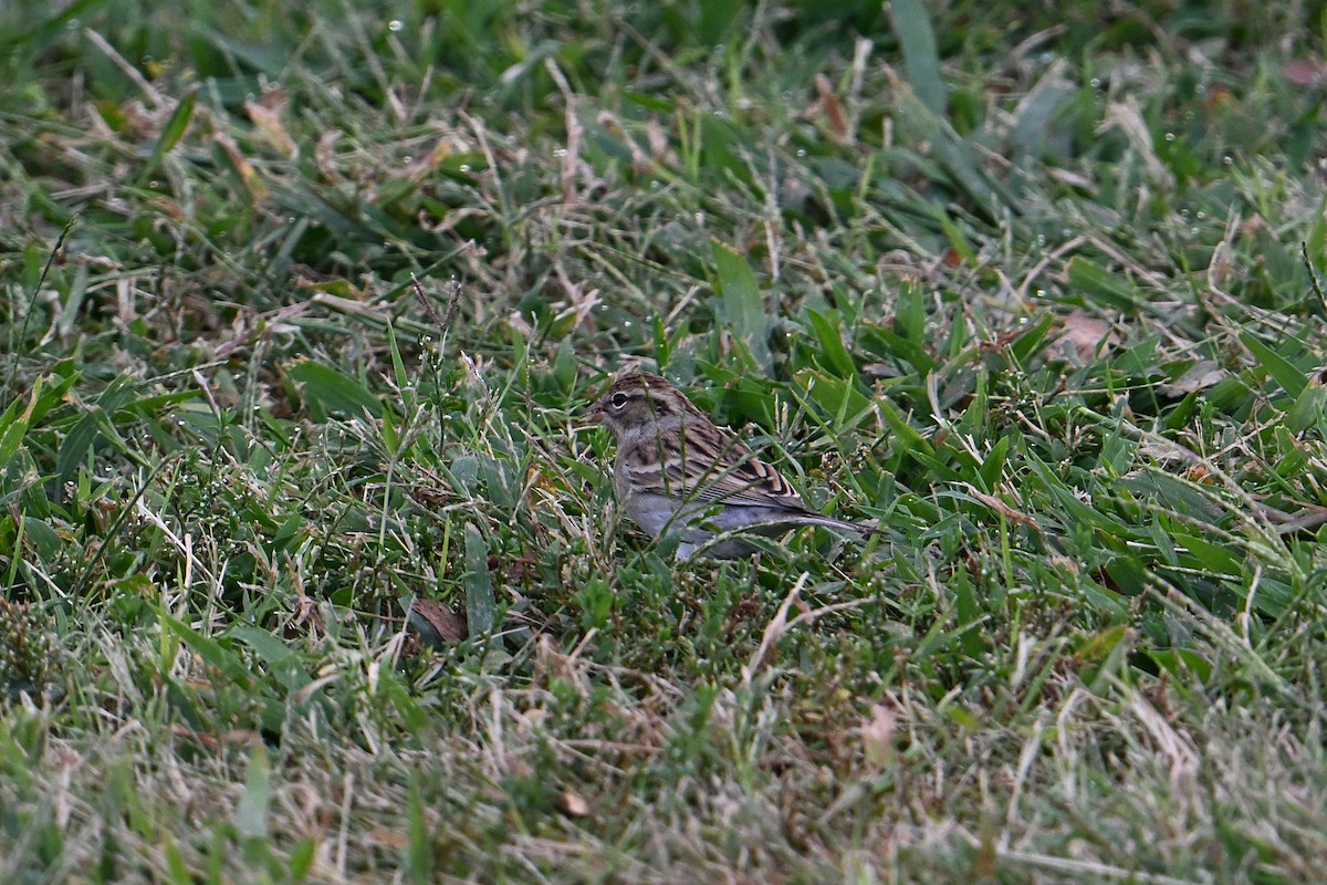 Chipping Sparrow - ML642086150