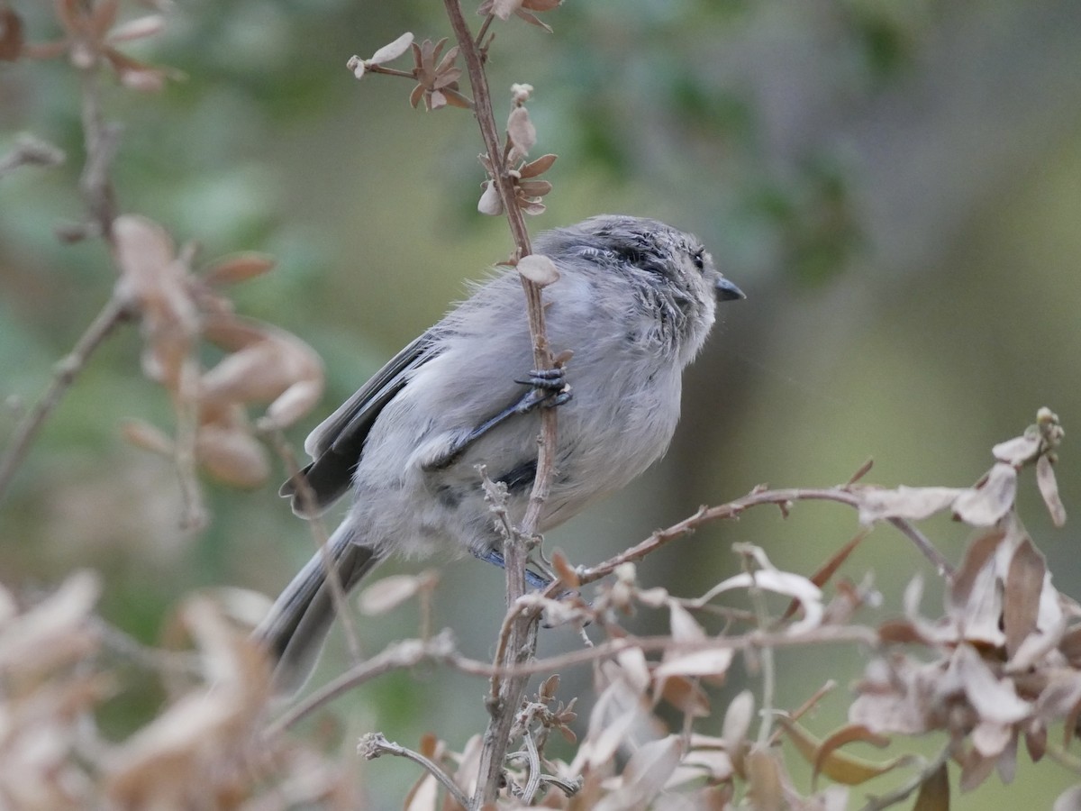 Bushtit - ML642086155