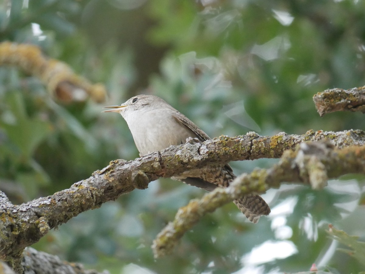 Northern House Wren - ML642086158