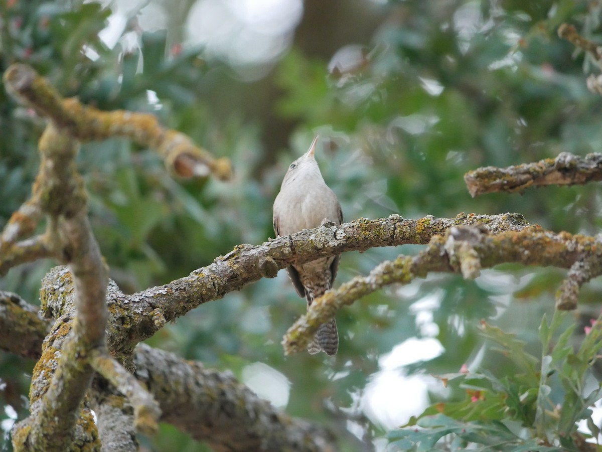 Northern House Wren - ML642086159