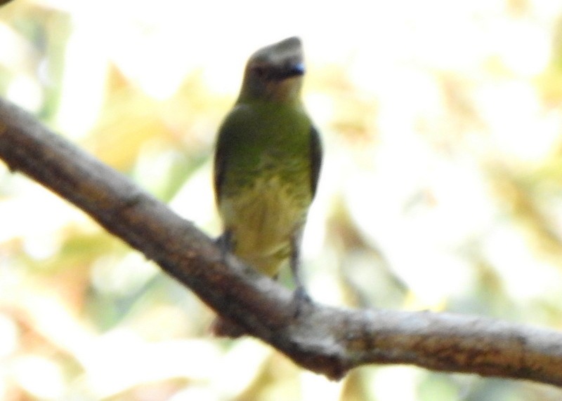 Swallow Tanager - ML642086160