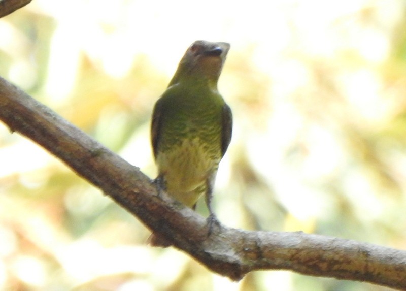 Swallow Tanager - ML642086161