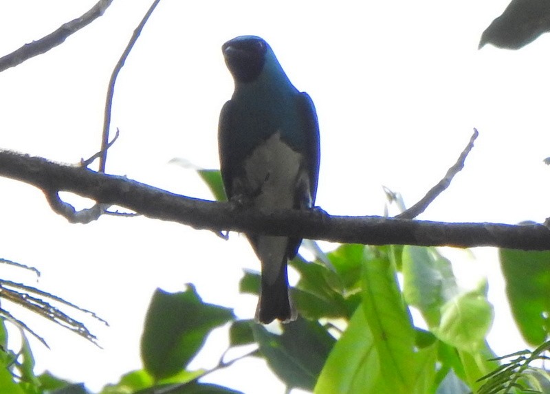 Swallow Tanager - ML642086162