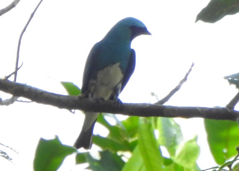 Swallow Tanager - ML642086163