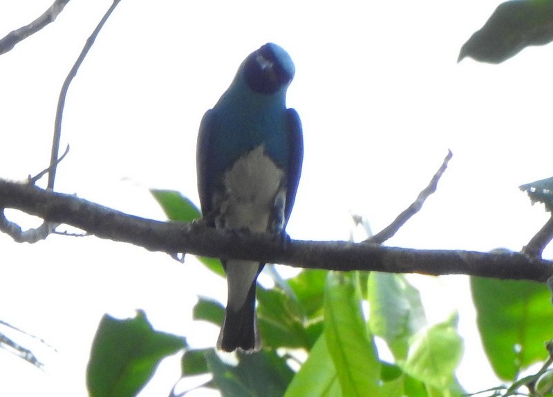 Swallow Tanager - ML642086164