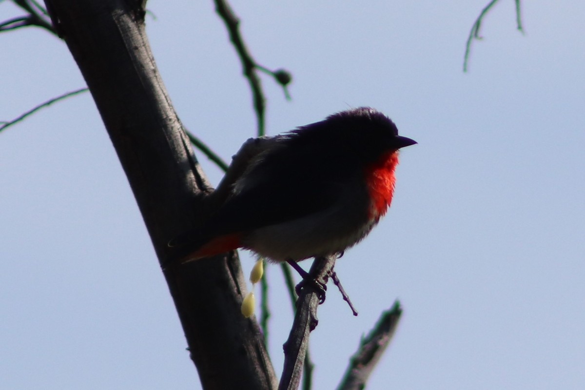 Picaflores Golondrina - ML642086166