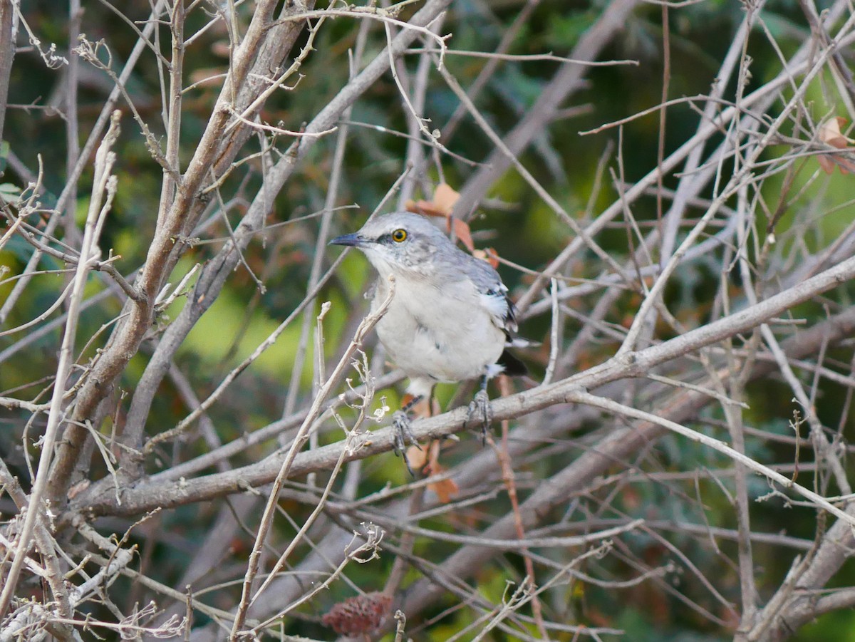 Northern Mockingbird - ML642086168