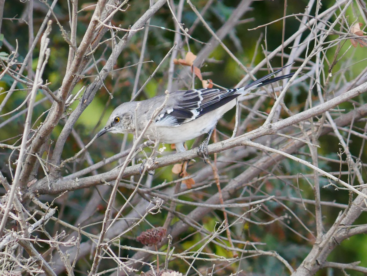 Northern Mockingbird - ML642086169