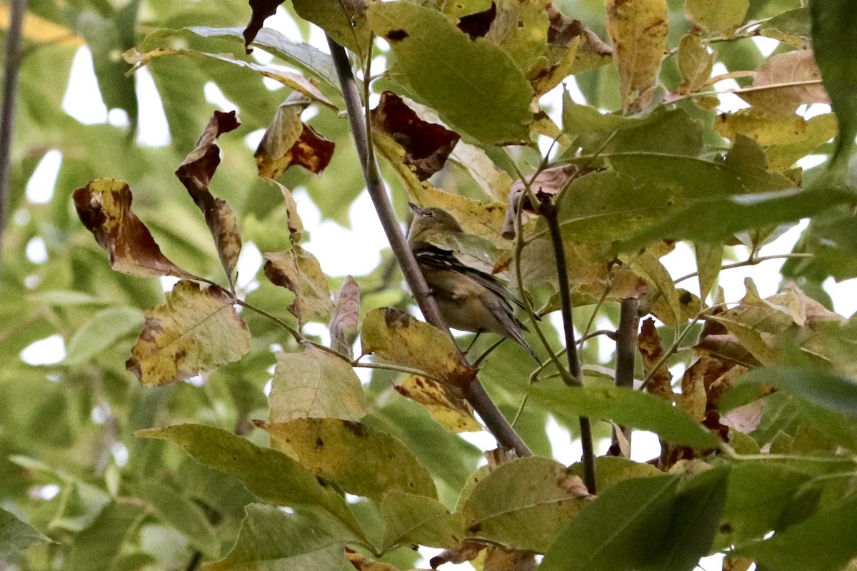 Bay-breasted Warbler - ML642086198