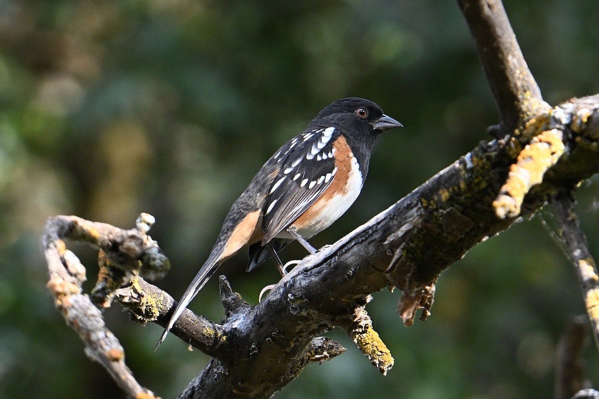 Spotted Towhee - ML642086199