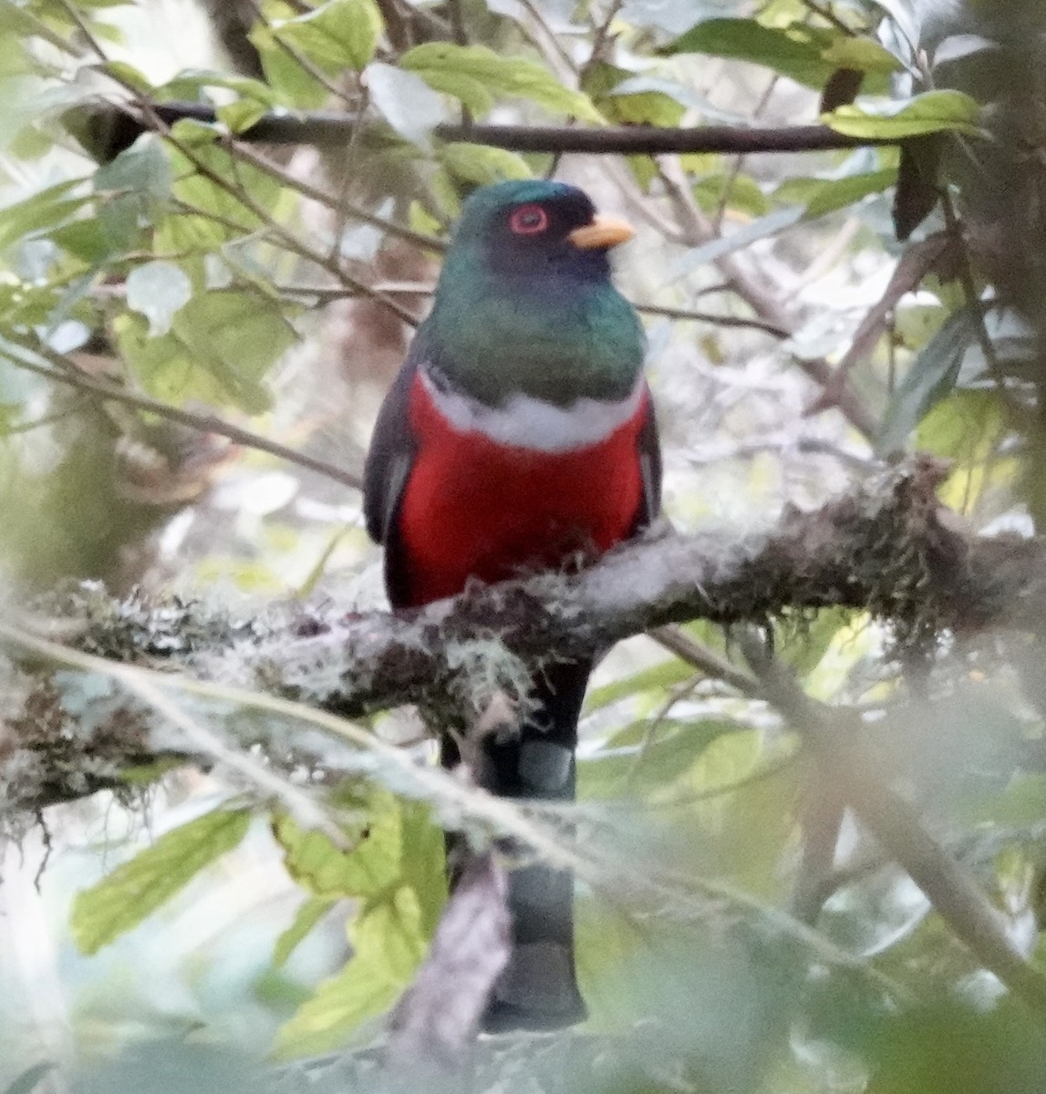 Masked Trogon - ML642086202