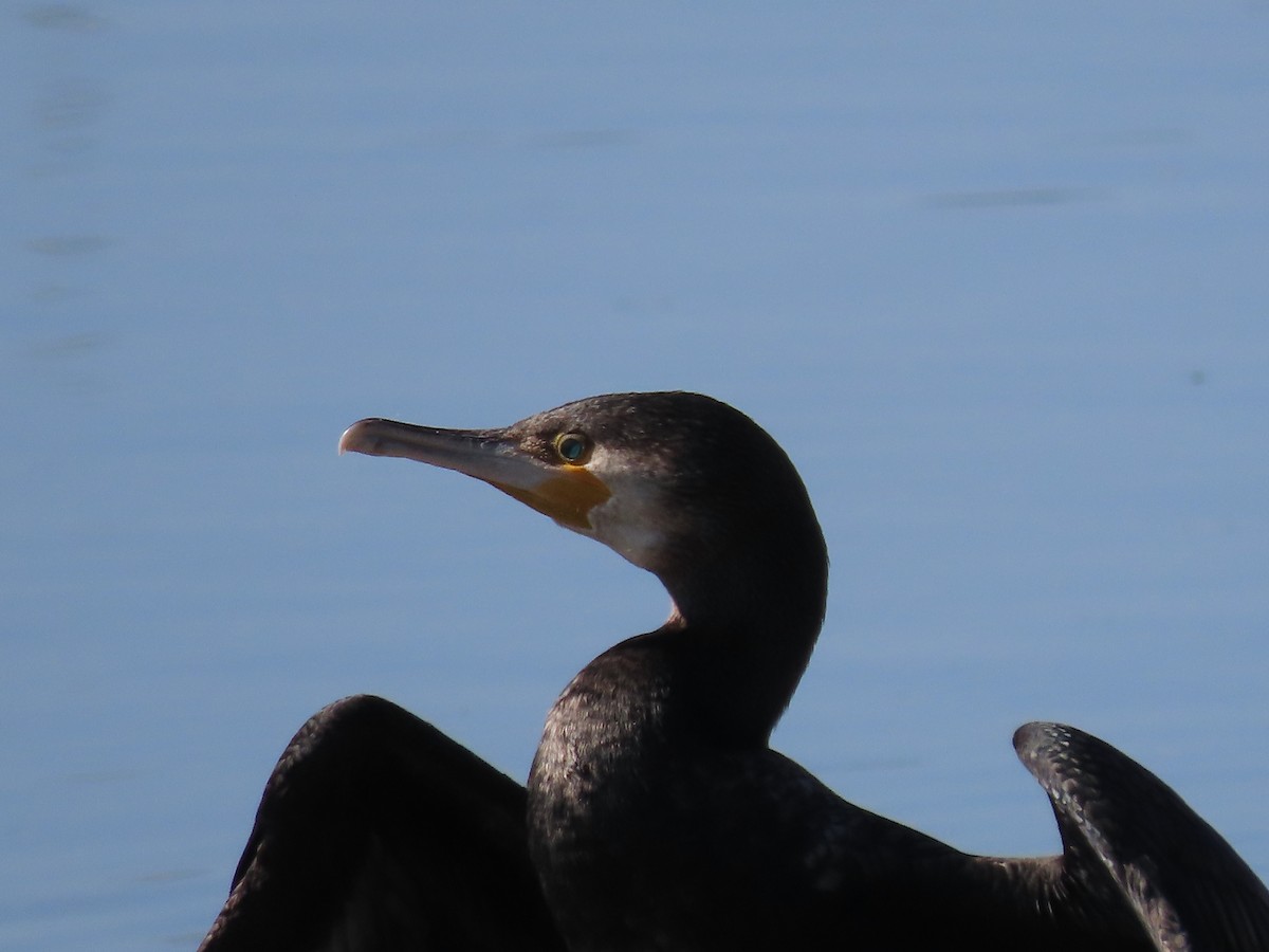Great Cormorant - ML642086206