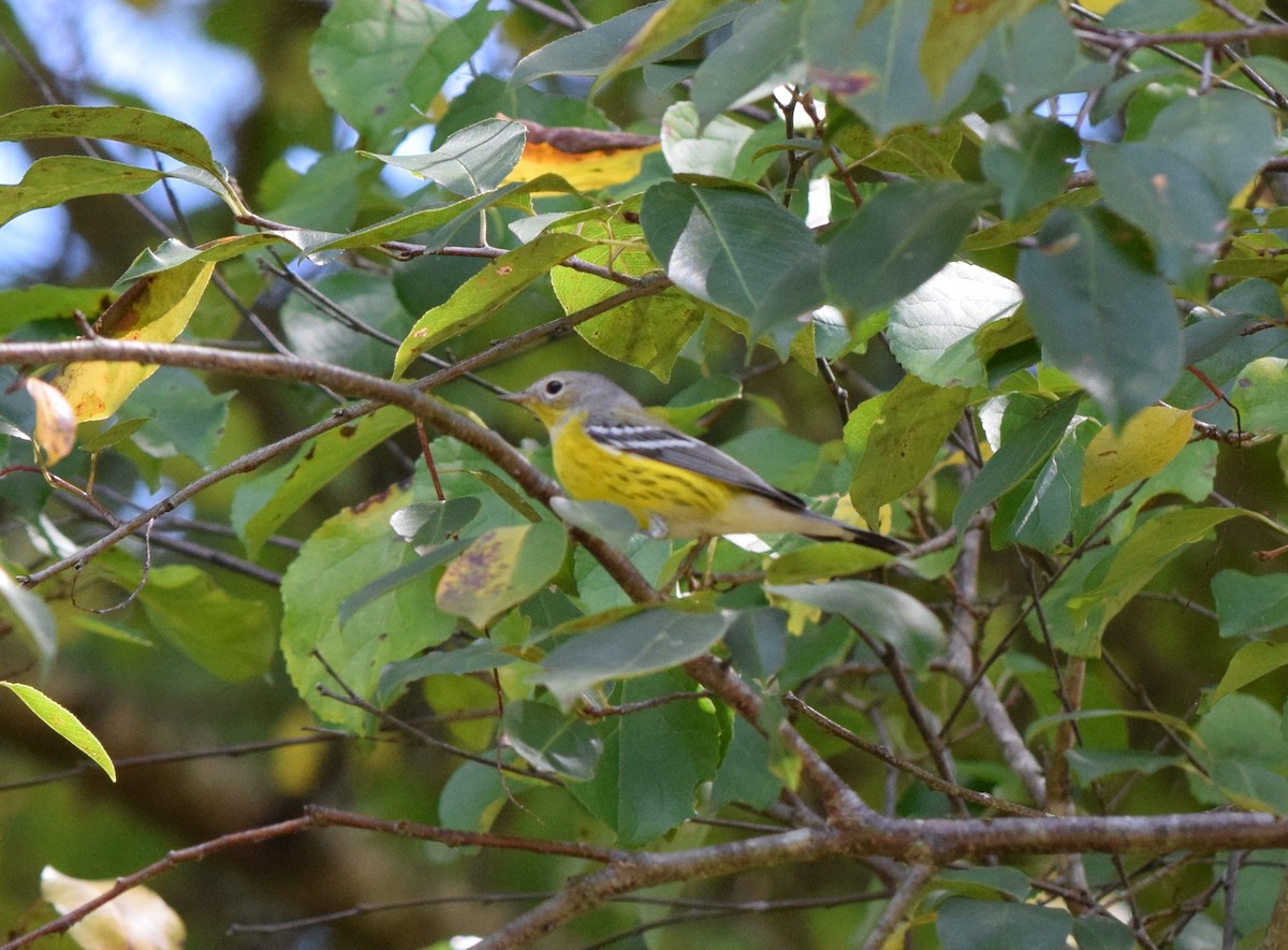 Magnolia Warbler - ML642086207