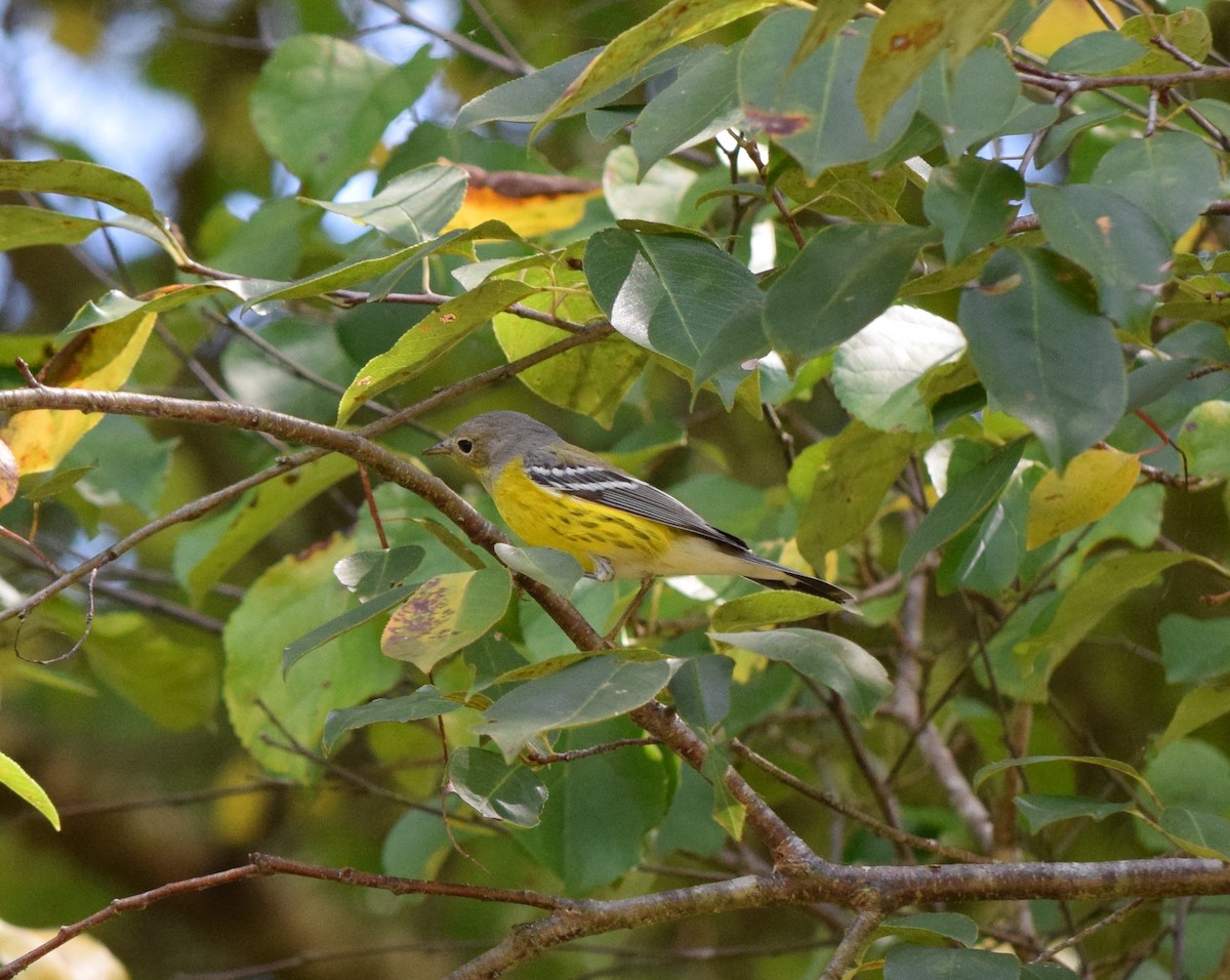 Magnolia Warbler - ML642086208