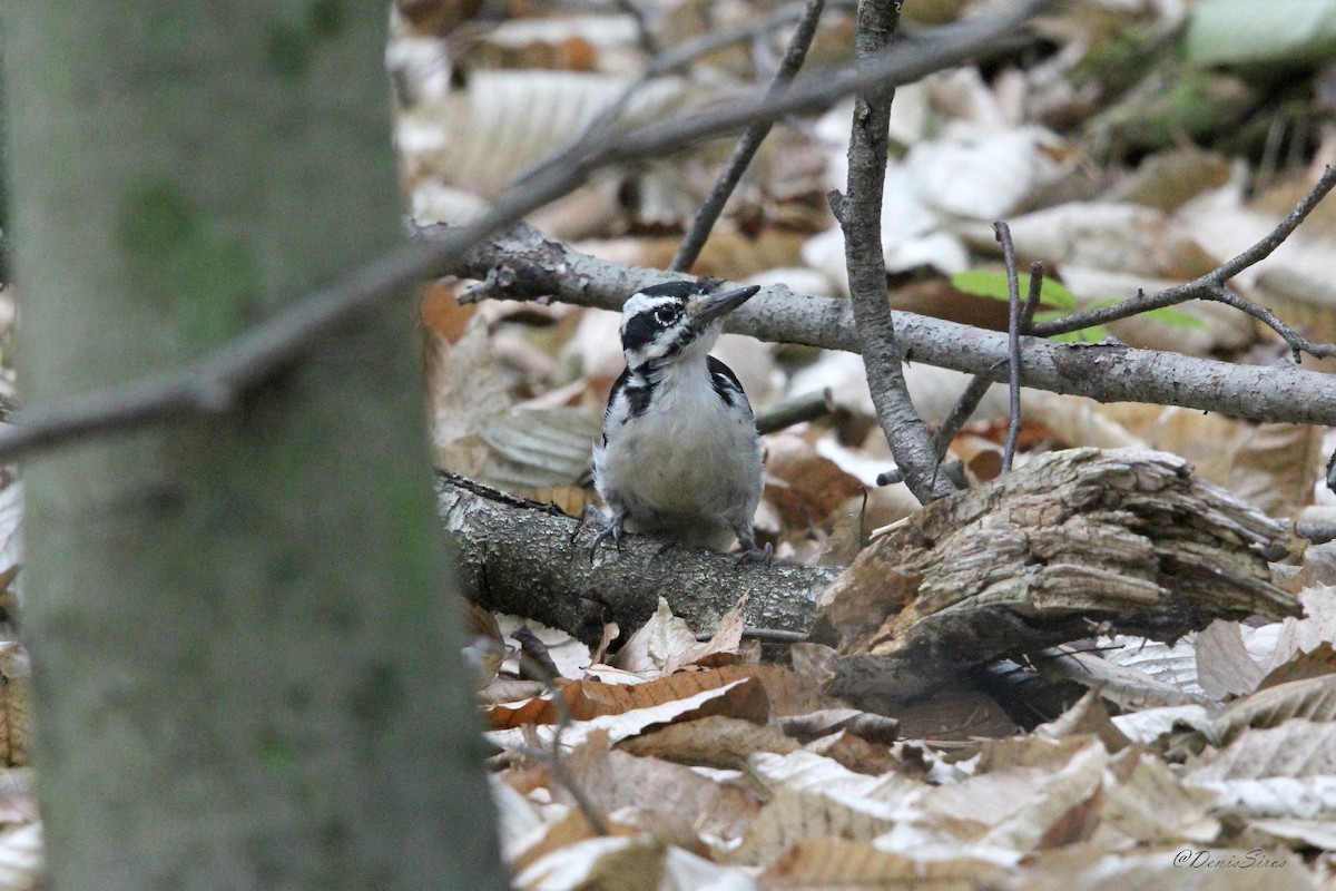 Hairy Woodpecker - ML642086211