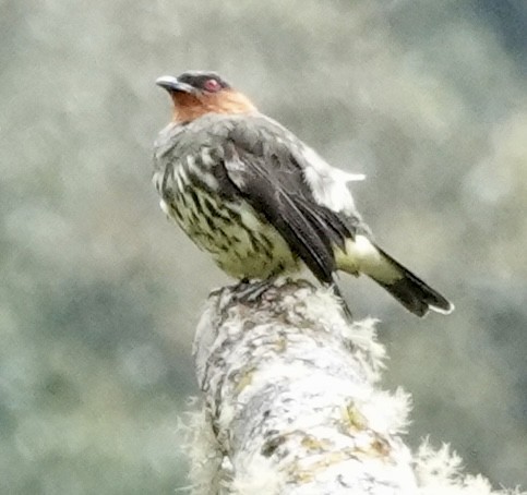 Chestnut-crested Cotinga - ML642086212