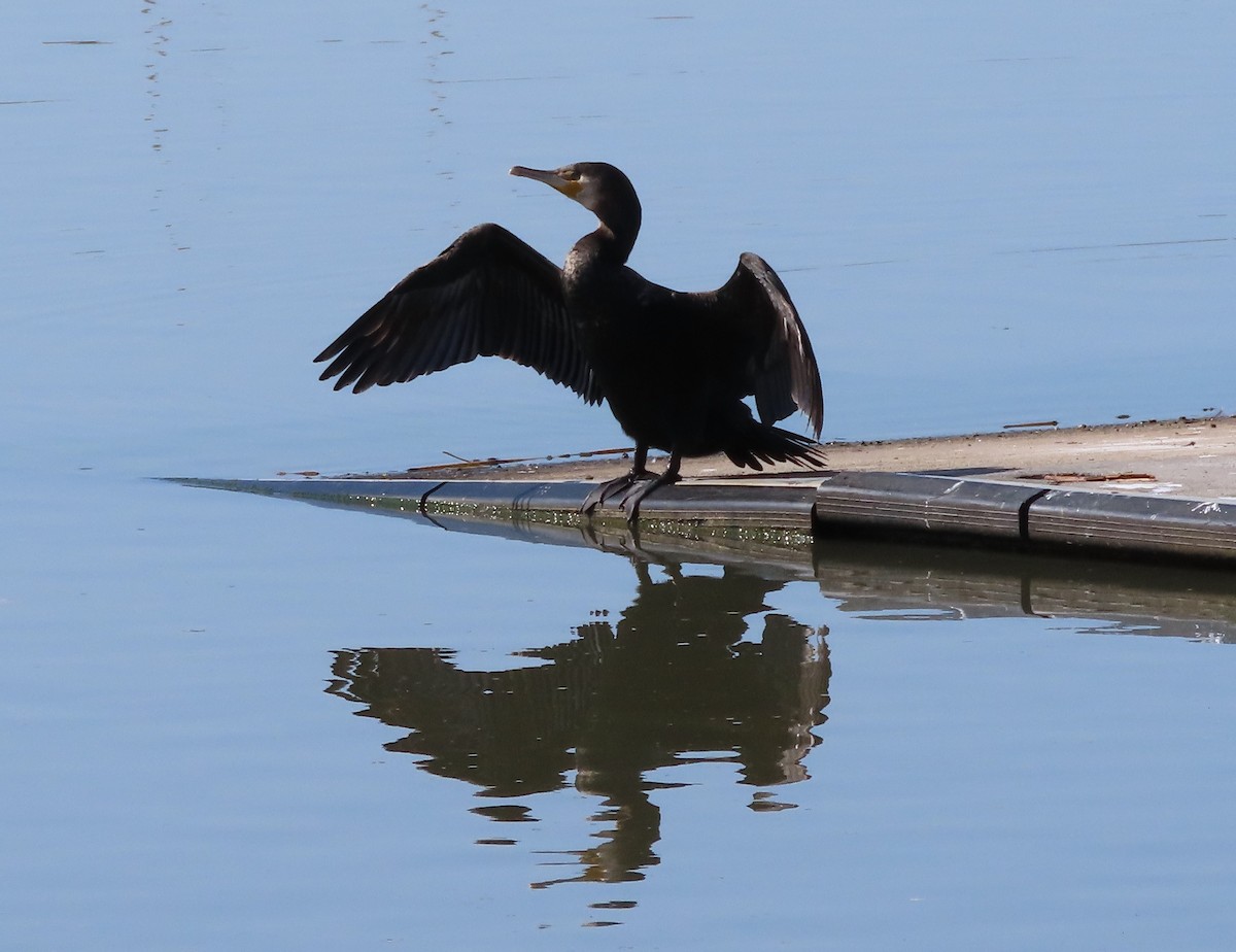 Great Cormorant - ML642086213