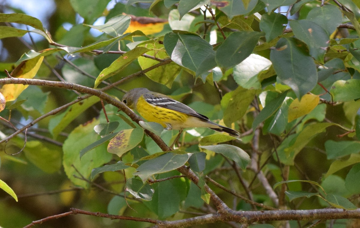 Magnolia Warbler - ML642086214