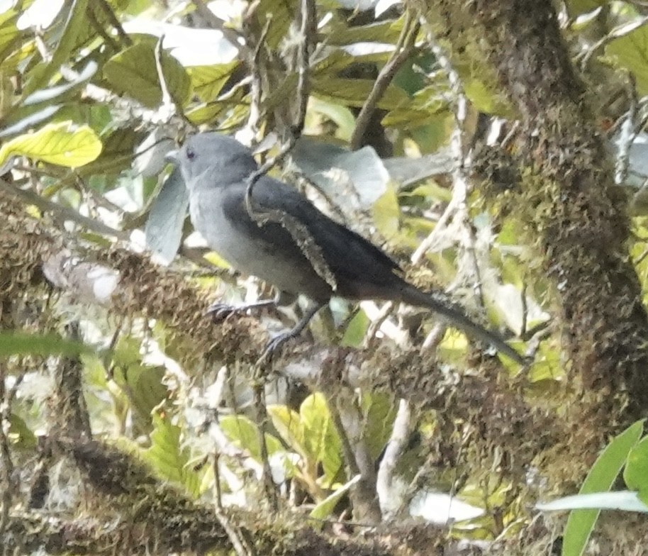 Scimitar-winged Piha - ML642086222