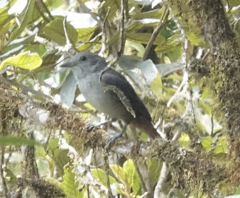 Scimitar-winged Piha - ML642086223