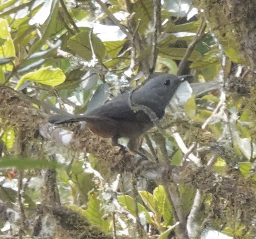 Scimitar-winged Piha - ML642086224