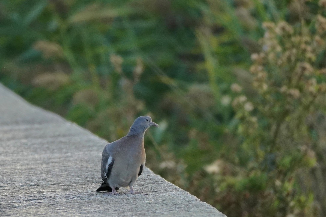 Common Wood-Pigeon - ML642086225