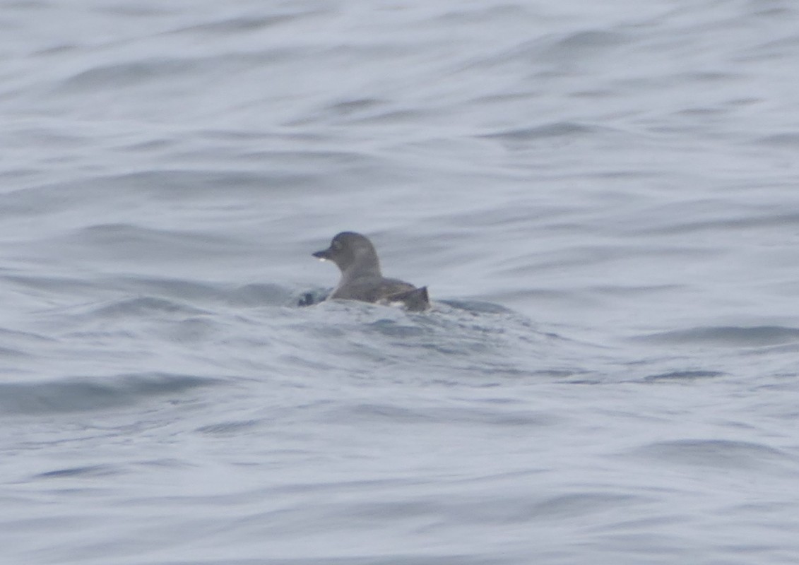 Cassin's Auklet - ML642086226