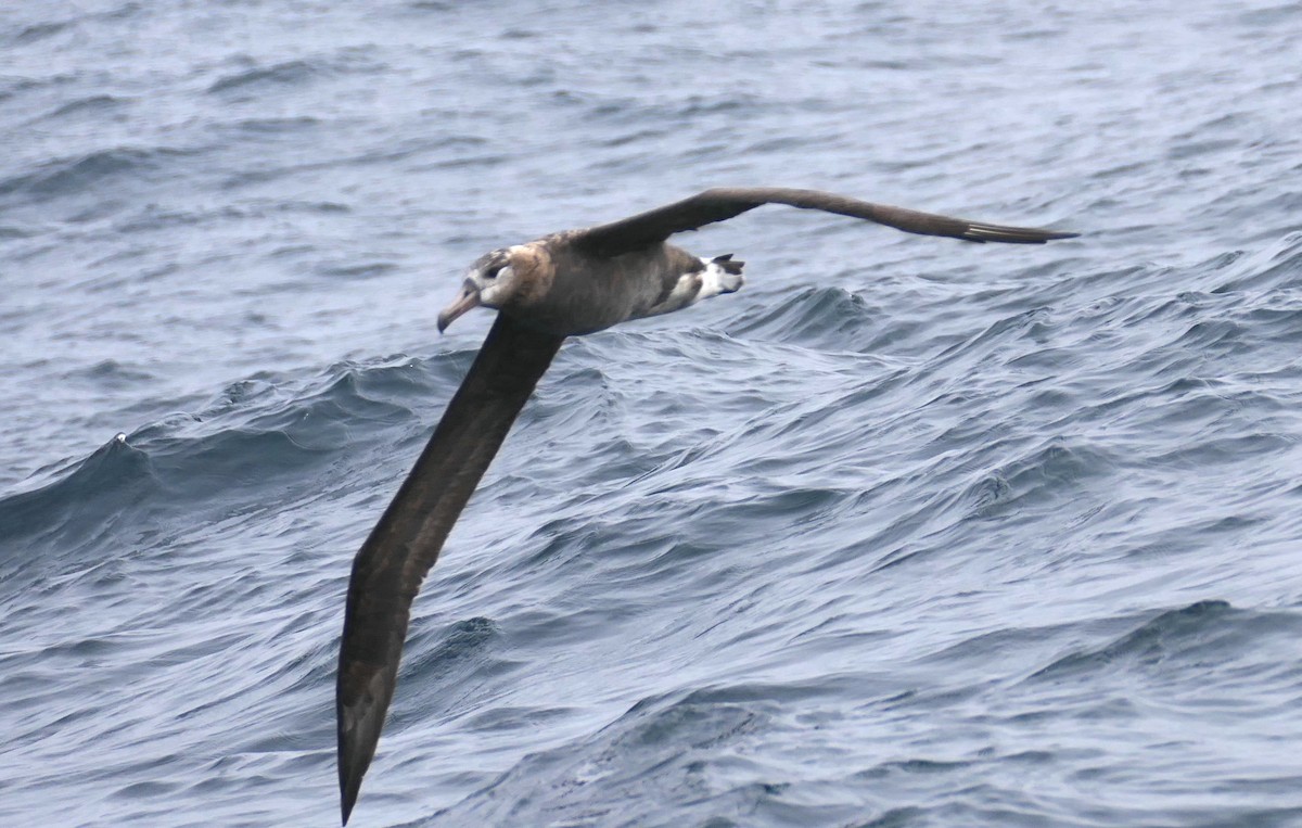 Black-footed Albatross - ML642086227