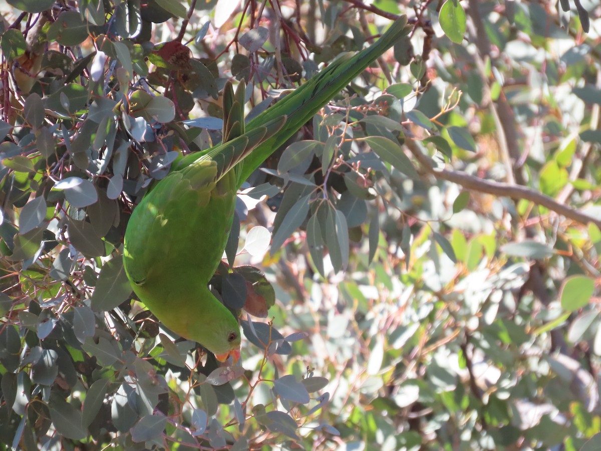 Superb Parrot - ML642086238