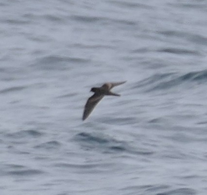 Black Storm-Petrel - ML642086239