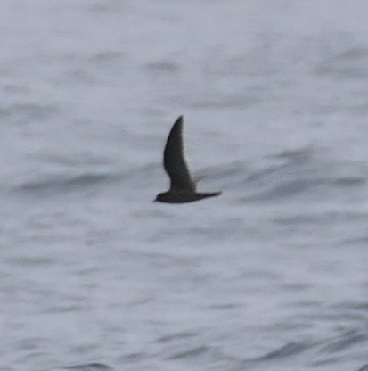Black Storm-Petrel - ML642086243